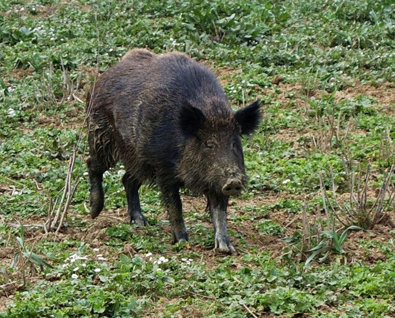 09 22 cinghiale