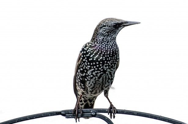 01 07 bird sturnus vulgaris