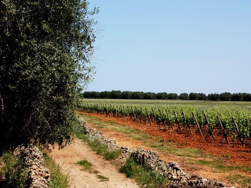 03 03campagnepugliesi