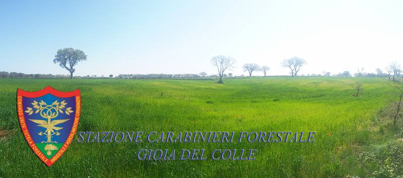 06 03 gioia del colle