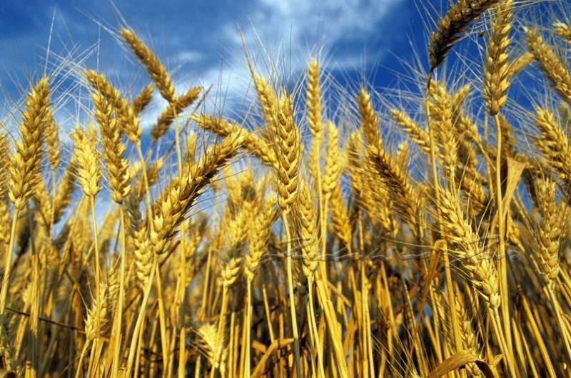 11 22 grano