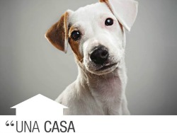 02 18 una casa legale per gli amici a quattro zampe
