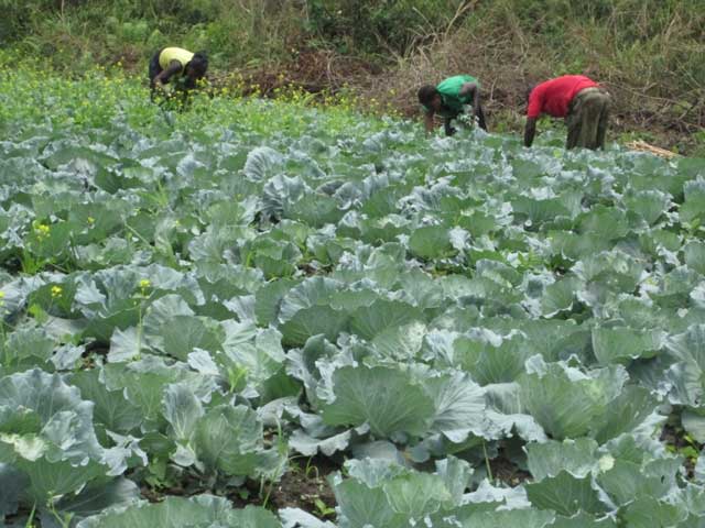 10 10 milioni agricoltura 1