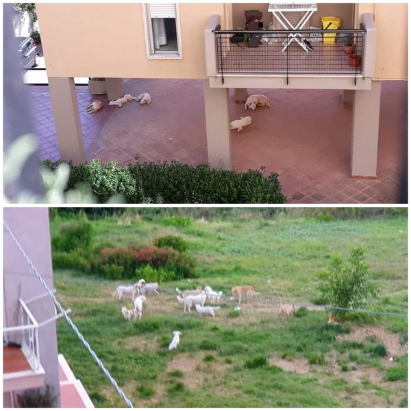 08 05mammalalupaeisuoicuccioli