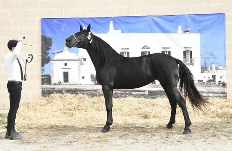 12 02 2019 neda campionessa assoluta 64 rassegna cavalli martina franca