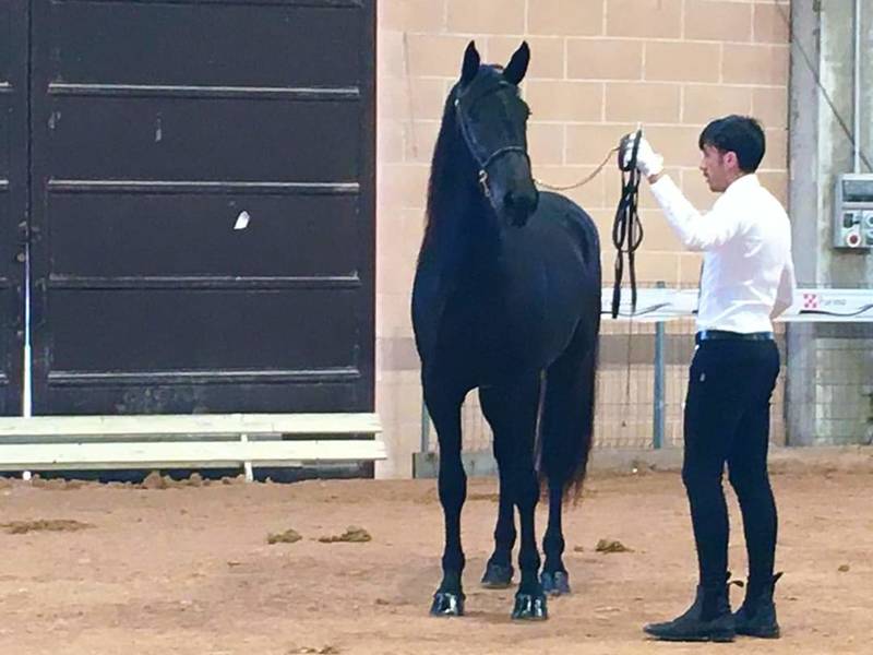 12 02 2019 nemesi 2 classificata 64 concorso cavalli martinafranca