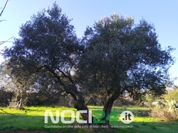 01 15 albero