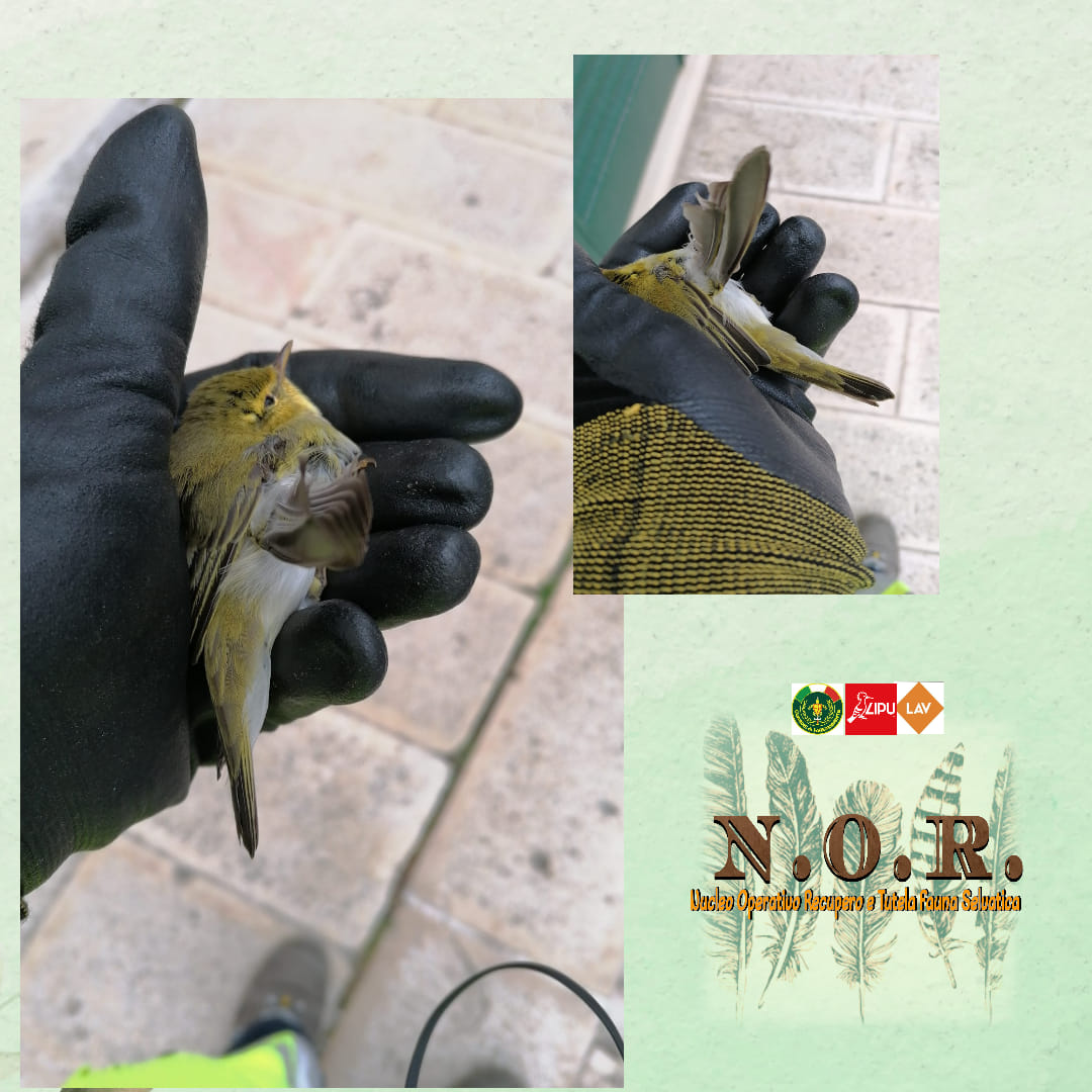 04 20 LuìVerde
