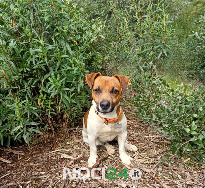 09 30 cagnolino sbranato dai lupi 2