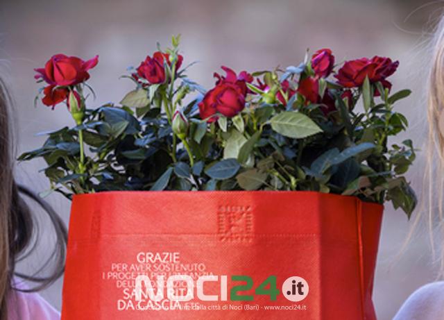 05 15 minori alveare con rose