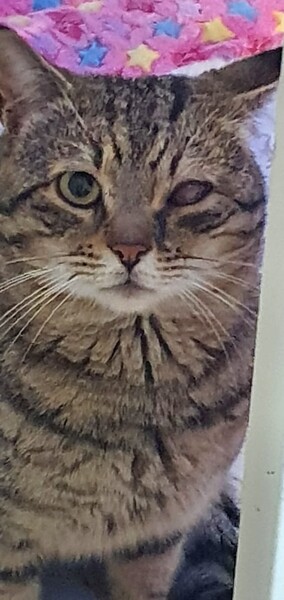 03 23 gatto