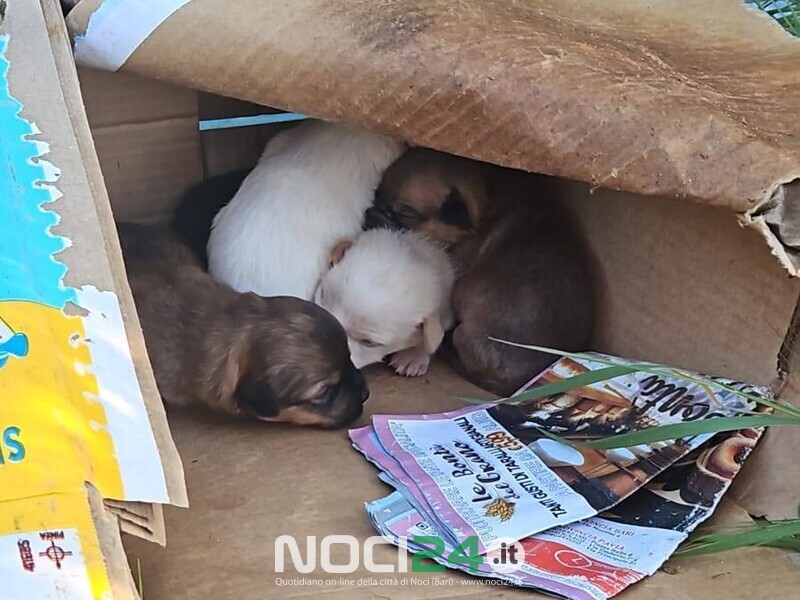 05 05 cagnolini